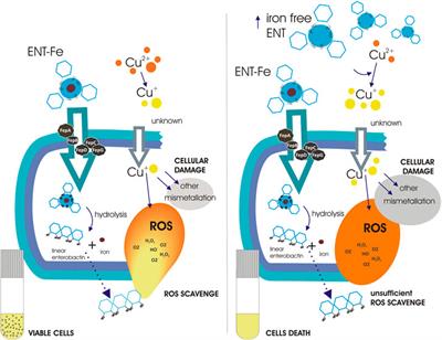 Less is more: Enterobactin concentration dependency in copper tolerance and toxicity